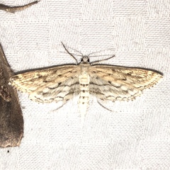 Parapoynx allionealis
