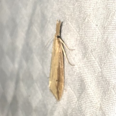 Donacaula melinellus