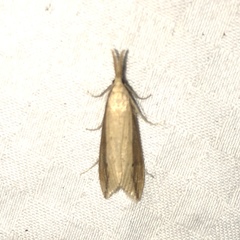 Donacaula melinellus