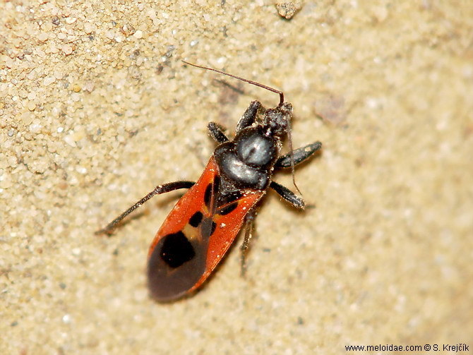 Peirates hybridus