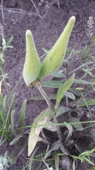 Asclepias lanuginosa