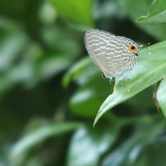 Jamides alecto dromicus