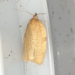 Cenopis reticulatana