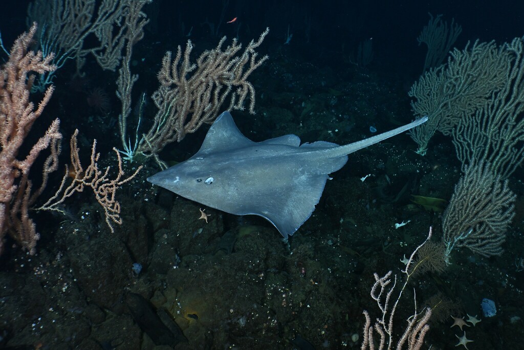 Pacific White Skate