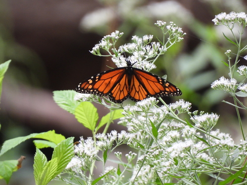 Monarch photographed in Louisiana
