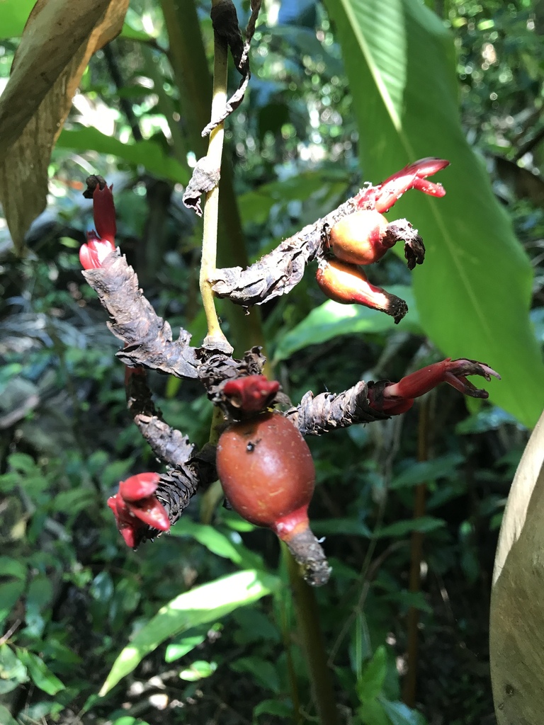 Alpinia nutans (Alpinia nutans)