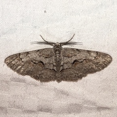 Iridopsis vellivolata