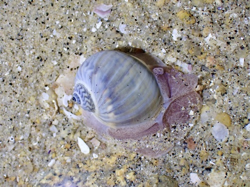 Notocochlis chemnitzii (L.Pfeiffer, 1840)