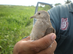 Columbina talpacoti