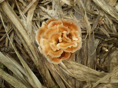 Fungi