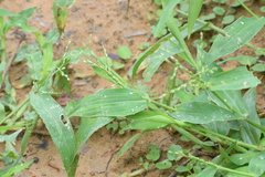 Urochloa ramosa