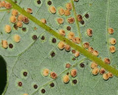 Neuroterus saltarius