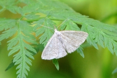 Pechipogo strigilata