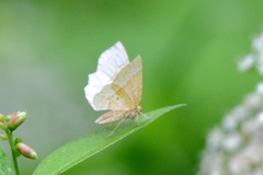 Cepphis advenaria