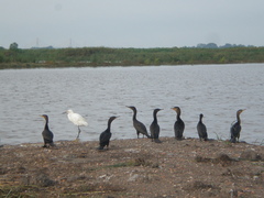 Egretta thula