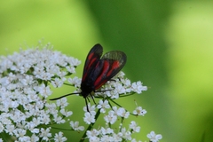 Zygaena osterodensis
