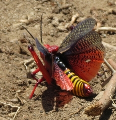 Phymateus morbillosus morbillosus