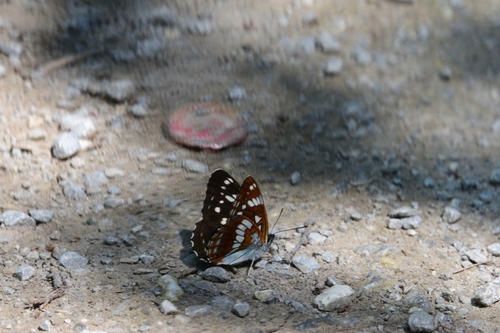 Limenitis helmanni