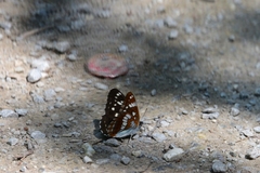 Limenitis helmanni