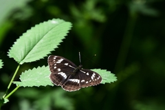 Limenitis helmanni