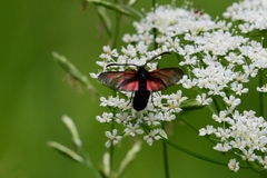 Zygaena osterodensis