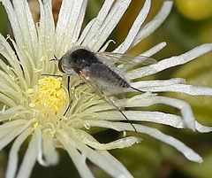 Toxophorinae