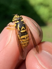 Spilomyia alcimus