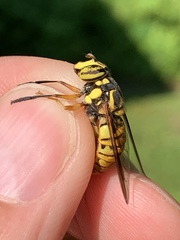 Spilomyia alcimus