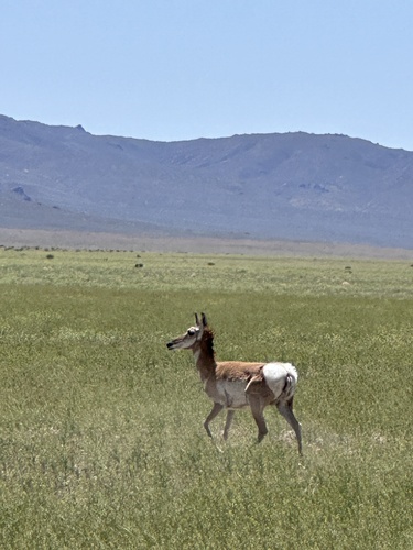 Pronghorn photographed in Nevada