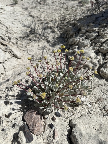 Image of Eriogonum ochrocephalum by (c) Matt Berger, some rights reserved (CC BY)