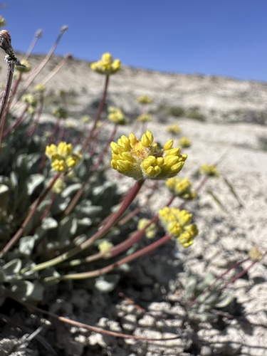 Image of Eriogonum ochrocephalum by (c) Matt Berger, some rights reserved (CC BY)