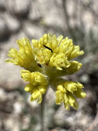 Image of Eriogonum ochrocephalum by (c) Matt Berger, some rights reserved (CC BY)