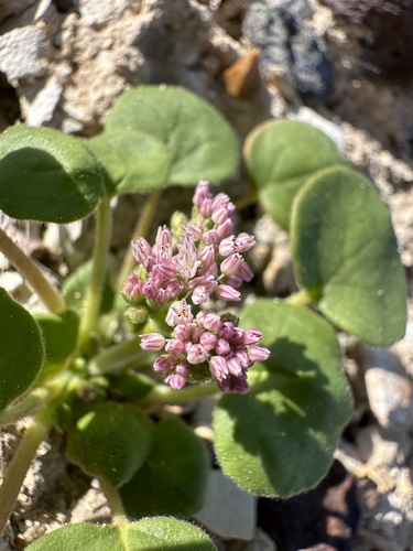 Image of Eriogonum lemmonii by (c) Matt Berger, some rights reserved (CC BY)