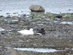 Chloephaga hybrida hybrida