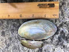 Utterbackiana implicata