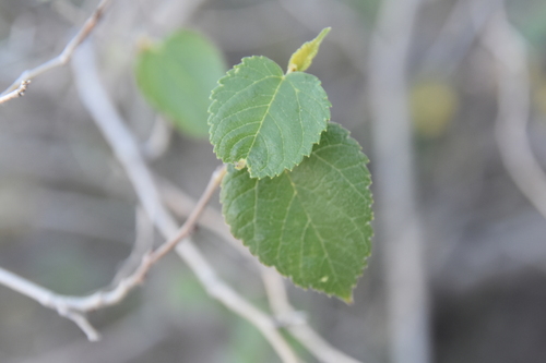 Image of Littleleaf Mulberry (Morus microphylla) by no rights reserved