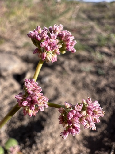 Volcanic Buckwheat (Eriogonum lemmonii)