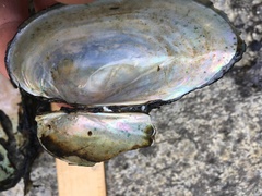 Utterbackiana implicata