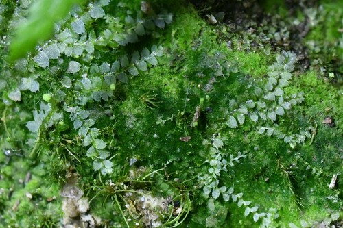 Image of Asperifolia arguta by (c) Kian Hayles-Cotton, some rights reserved (CC BY)