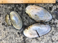 Utterbackiana implicata