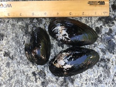 Utterbackiana implicata