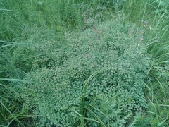 Thalictrum foetidum
