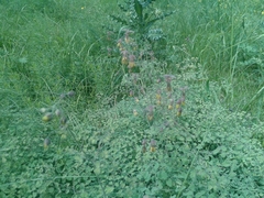 Thalictrum foetidum