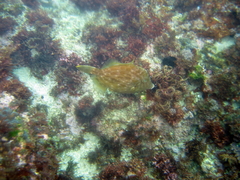 Stephanolepis cirrhifer