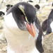 Snares Penguin - Photo (c) Dave Houston, some rights reserved (CC BY-NC), uploaded by Dave Houston