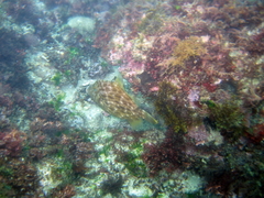 Stephanolepis cirrhifer