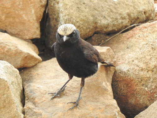 Abyssinian Wheatear