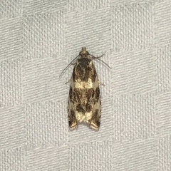 Olethreutes fasciatana