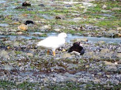 Chloephaga hybrida hybrida