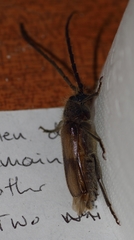 Crinarnoldius maculatus